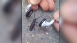 This Is What Happens When You Share Your Earphones With A Bug