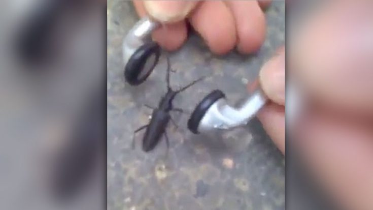 This Is What Happens When You Share Your Earphones With A Bug | I Love Classic Rock Videos
