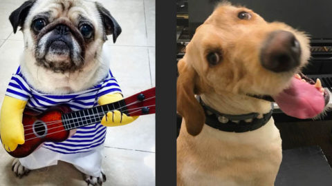 These Rockstar Dogs on Guitar Will Brighten Up Your Day (Photos) | I Love Classic Rock Videos