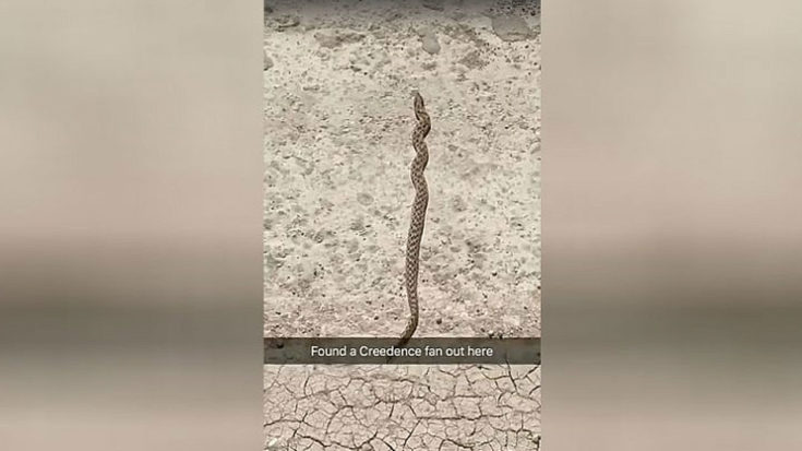 This Guy Was Filming A Snake While Playing Some CCR – What Happened Next Instantly Went Viral | I Love Classic Rock Videos