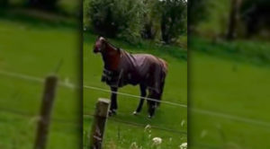 If You Can Watch This Horse’s Reaction To Heavy Metal And Not Laugh Yourself Stupid, You’re Not Human