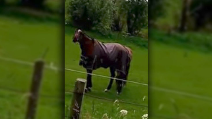If You Can Watch This Horse’s Reaction To Heavy Metal And Not Laugh Yourself Stupid, You’re Not Human | I Love Classic Rock Videos