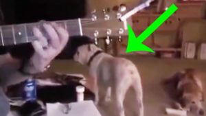 Keep Your Eye On This Dog When His Owner Starts Playing A Rock Song…