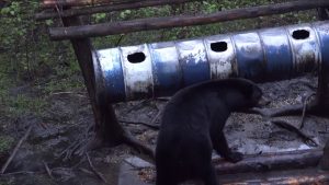 A Bear Stole 36 Beers Then Got Drunk – Watch The Video