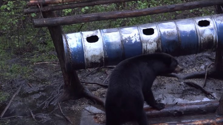 A Bear Stole 36 Beers Then Got Drunk – Watch The Video | I Love Classic Rock Videos