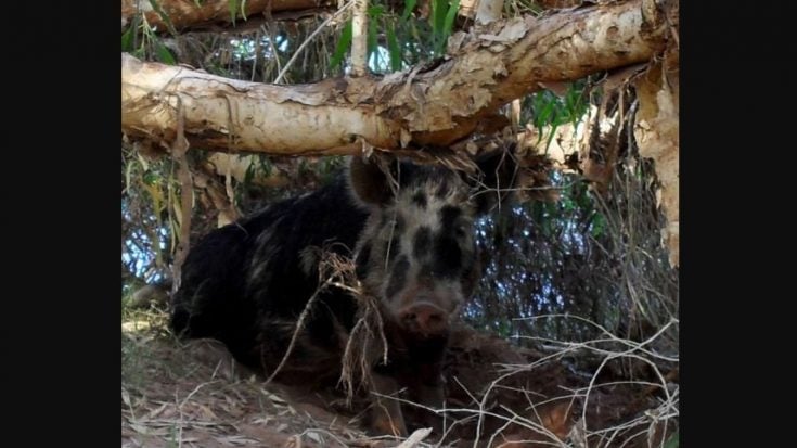 Pig Steals 18 Beers, Gets Drunk Then Fight A Cow. Now That’s Rock n’ Roll. | I Love Classic Rock Videos