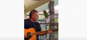 Parrot Sings Bon Jovi’s “Wanted Dead Or Alive” Better Than You