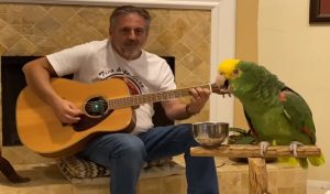 Watch A Parrot Sing ‘Stairway To Heaven’ By Led Zeppelin
