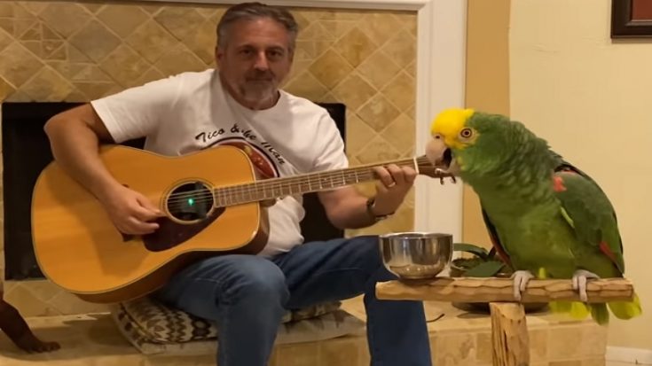 Watch A Parrot Sing ‘Stairway To Heaven’ By Led Zeppelin | I Love Classic Rock Videos